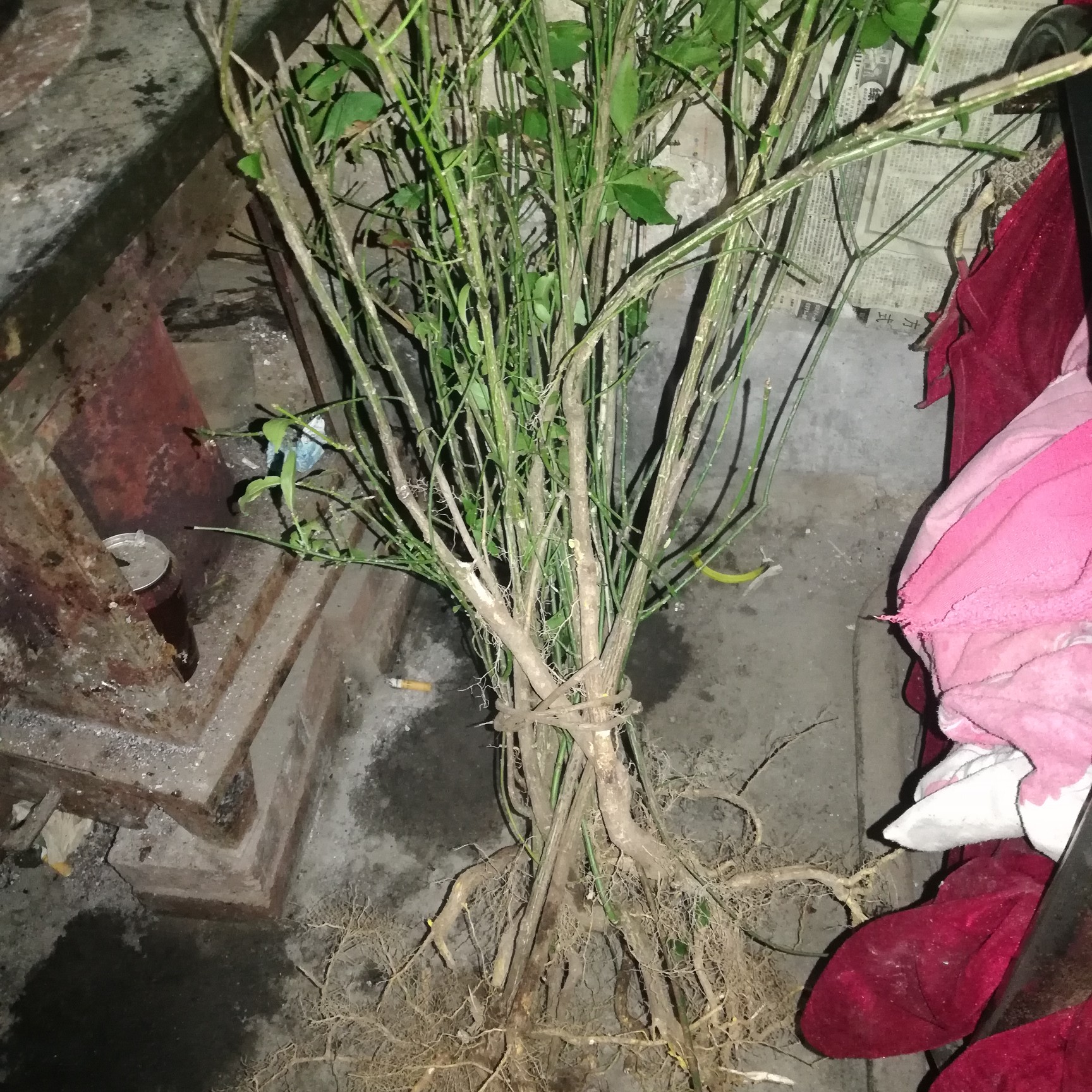 1000棵起卫矛鬼箭羽庭院阳台观叶植物园林绿化工程苗鬼见愁树