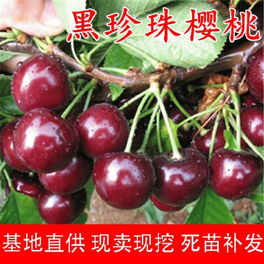 平邑县黑珍珠苗 黑珍珠大樱桃苗南北方庭院地栽种植阳台盆栽嫁接当年结果车厘子树