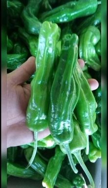 枣庄芜湖椒辣椒