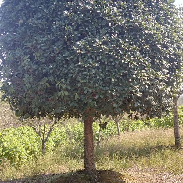 桂花树，高杆金桂大量出售