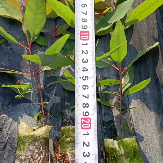 遂溪县广林9号桉树 0.5米以下
