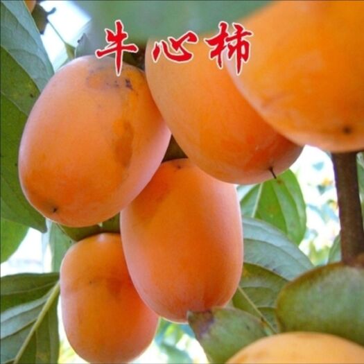 平邑县牛心柿苗  牛心柿子树苗 南北方种植  基地直发