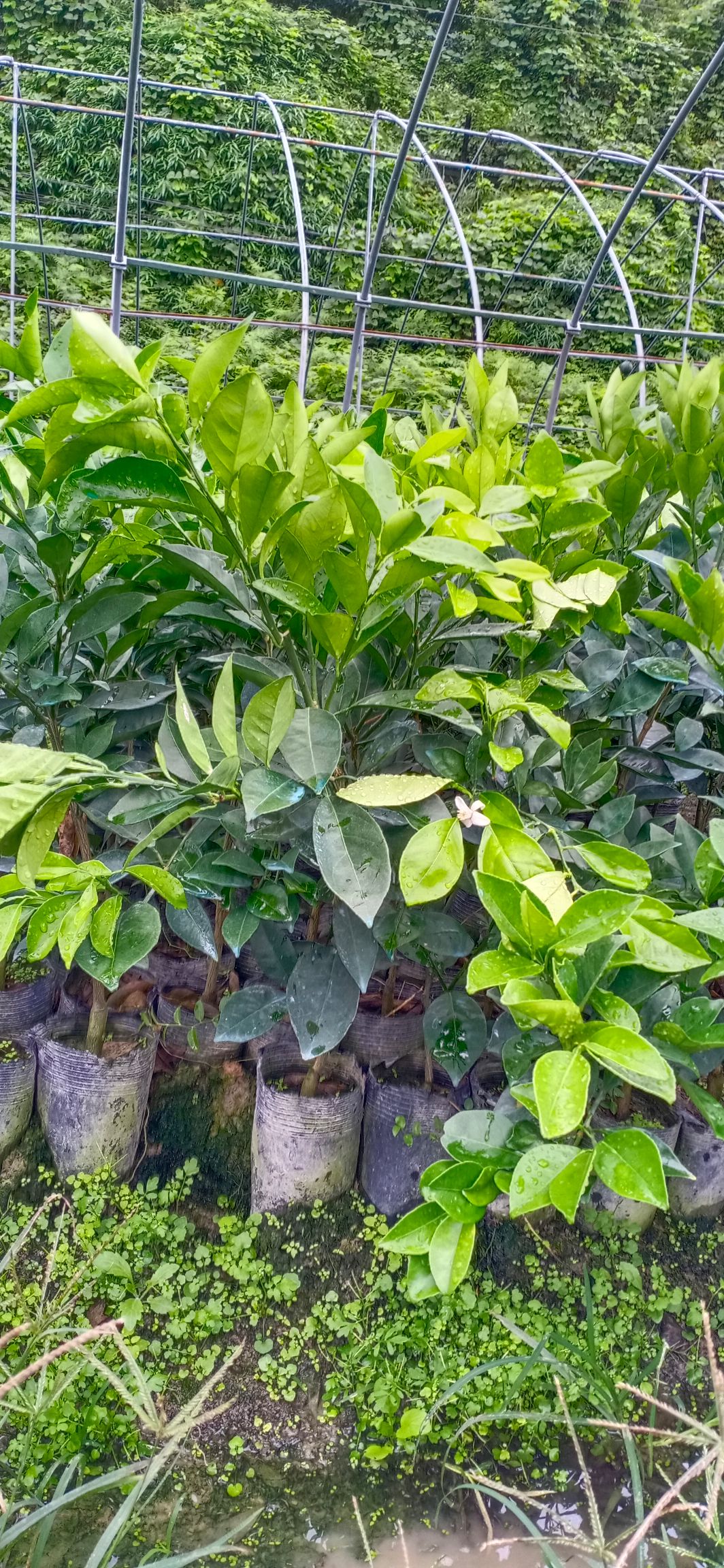 奉节脐橙苗，纽何尔元红苗，伦晚苗，地苗桶装苗
