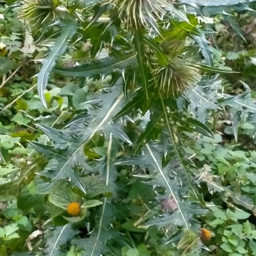 绥阳县大蓟根属菊科植物，凉血止痛，肾炎，前列腺炎，汤火烫伤，肺热
