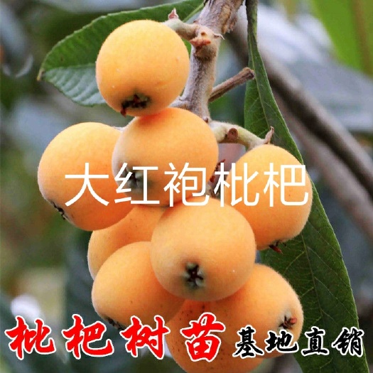 平邑县大红袍枇杷苗  大红袍枇杷树苗正宗嫁接苗无核枇杷苗当年结果南方北方种植果树苗