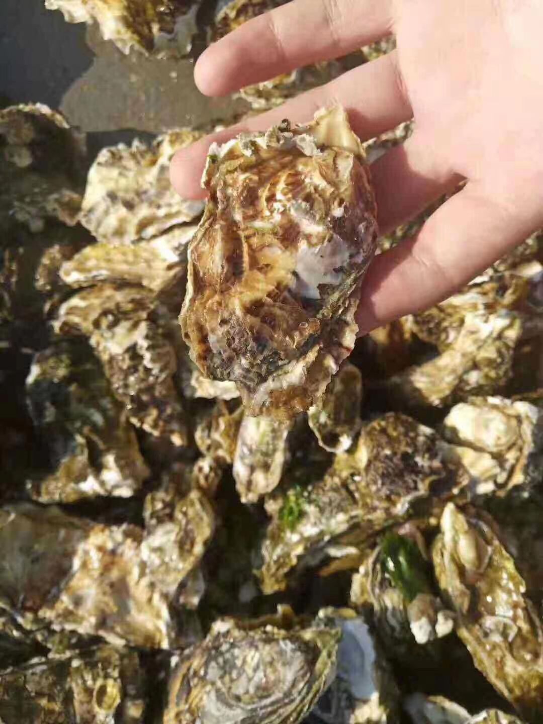 乳山牡蛎鲜活生蚝 海蛎子直发 空运冷链包邮