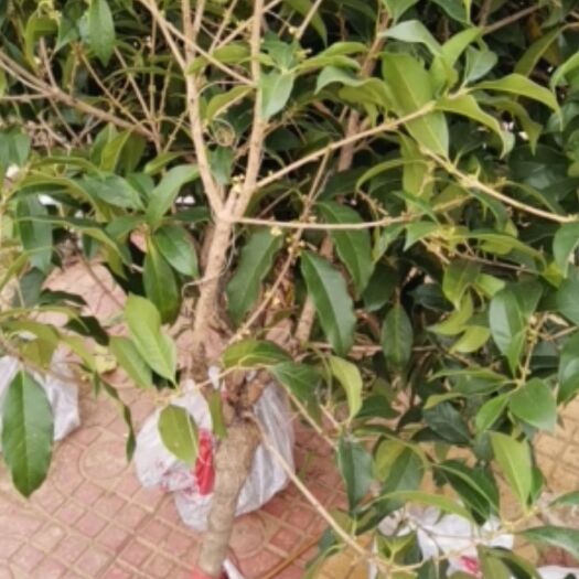 沭阳县黄金桂花树 赚钱是小事情，做人做事凭良心做事情就是对每一位客户的尊重