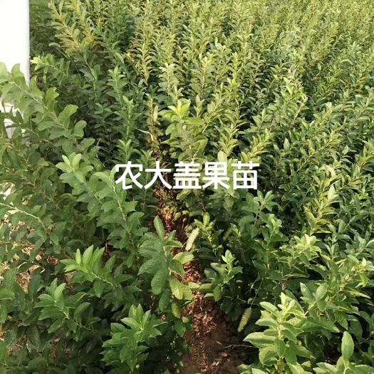 绛县钙果苗 农大盖果苗