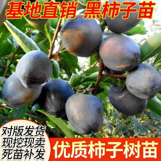 平邑县黑柿苗  黑柿子，可实地考察，对版发货，现挖现发，免费提供种植技术