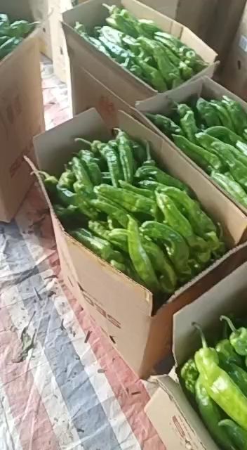 夏邑县301辣椒  质量一流，欢迎新老顾客咨询订购。