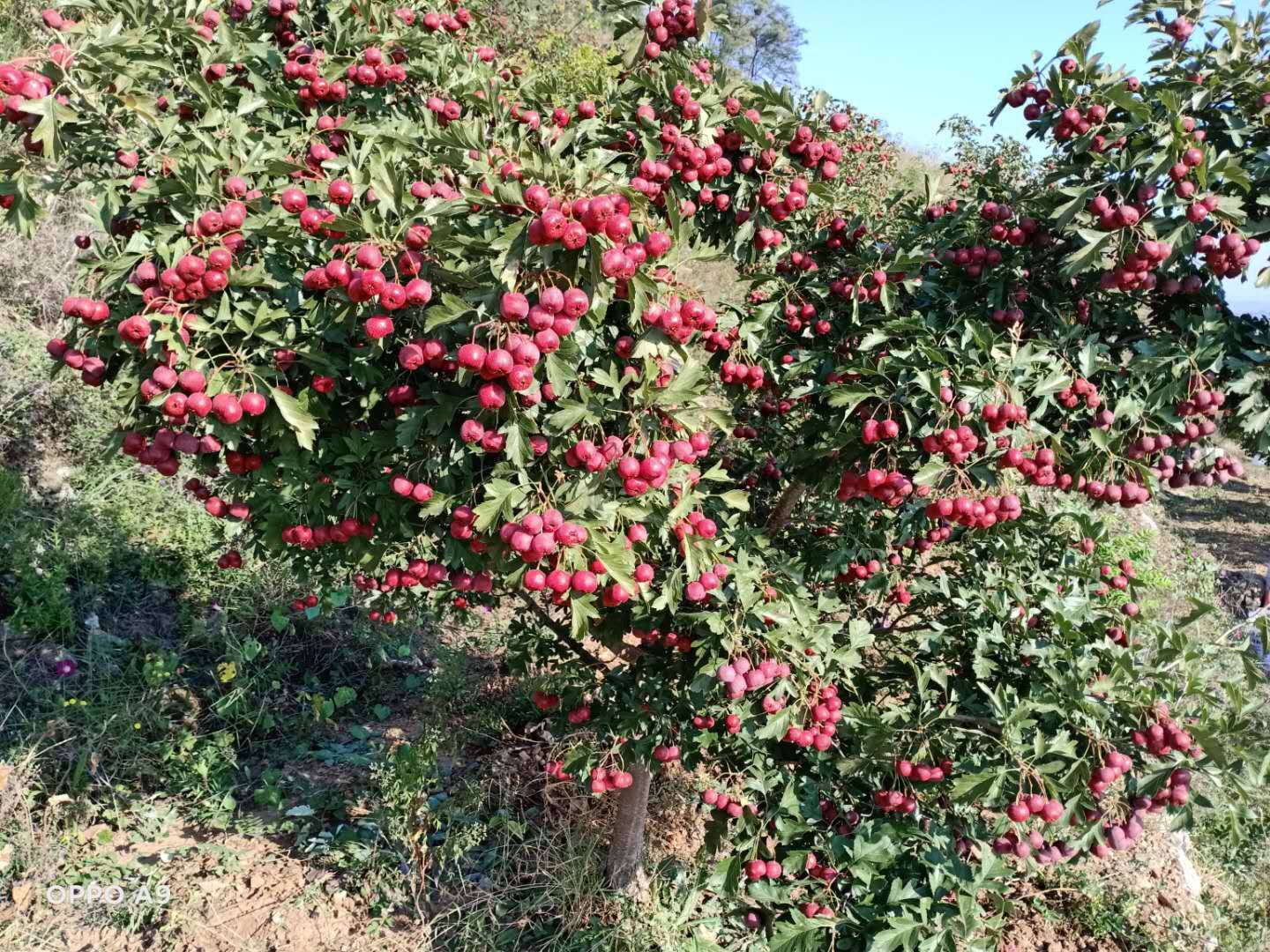  甜红子山楂树苗