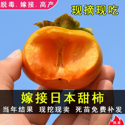 日本甜柿子苗  日本甜柿苗，可實地考察，正品嫁接苗，自然脫澀，基地直售
