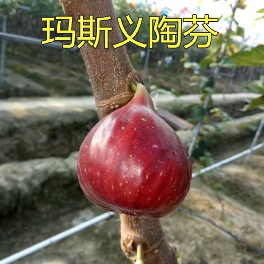 平邑县玛斯义陶芬苗  玛斯义陶芬 无花果树苗当年结果南方北方种植无花果盆栽地栽