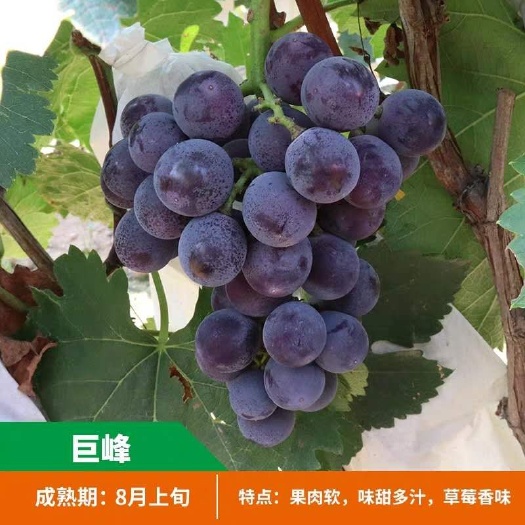 苍溪县巨峰葡萄苗根系发达当年挂果适宜南北方种植！