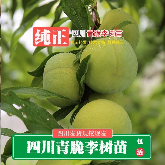 简阳市李子树苗  青李子苗