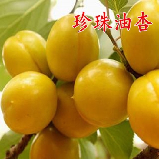 平邑县珍珠油杏苗  新品种杏树嫁接苗特大珍珠油杏树苗红杏子苗南方北方种植当年结果