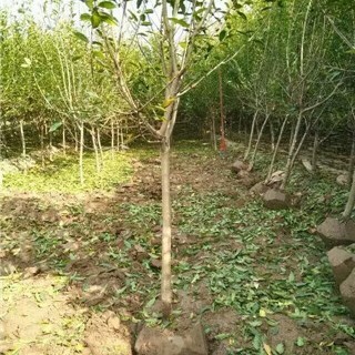 泰安石榴树苗  个大，软籽