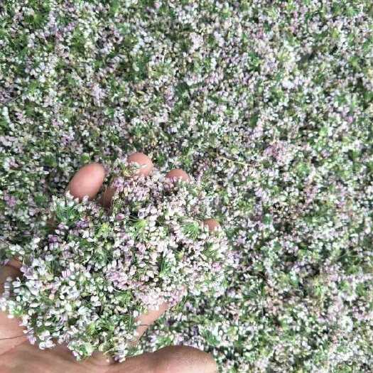 方山县麻麻花 摘蒙花  吕梁山特产：泽蒙花(食用香花)