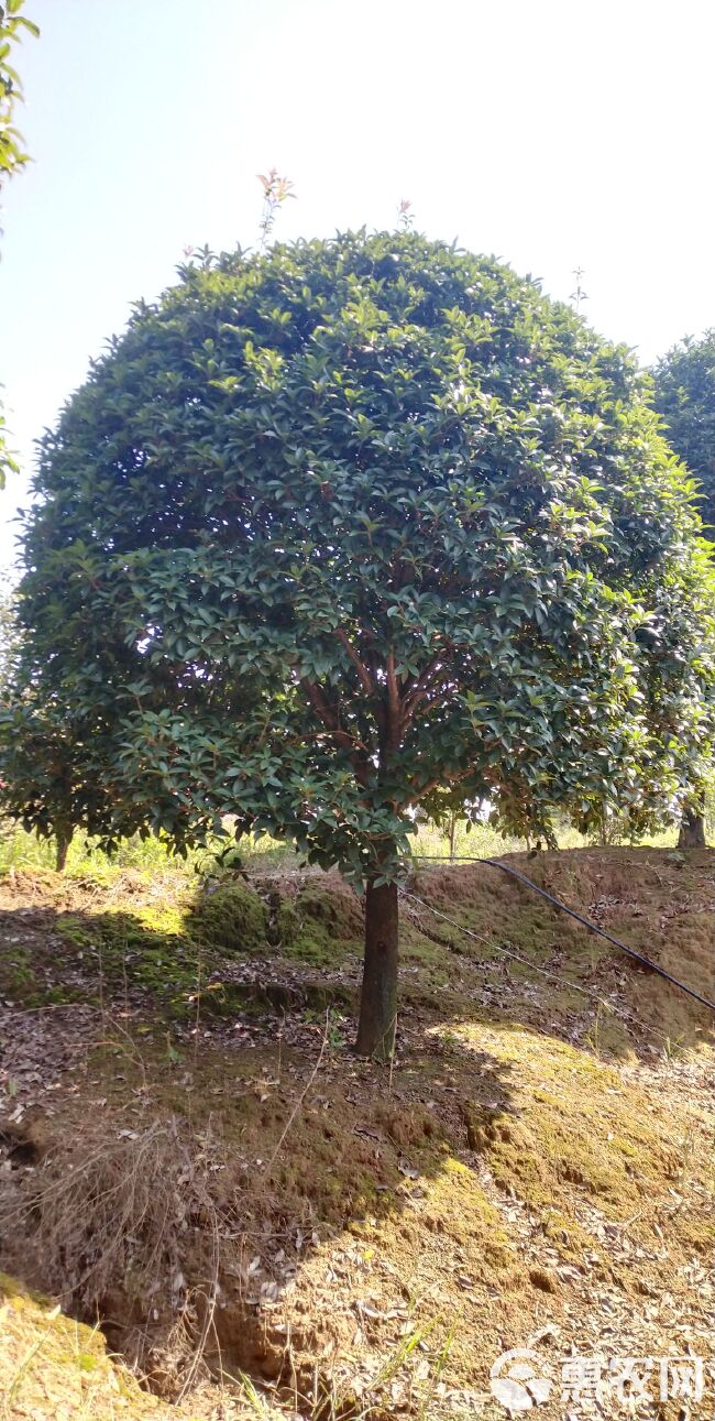 桂花树，高杆金桂大量出售