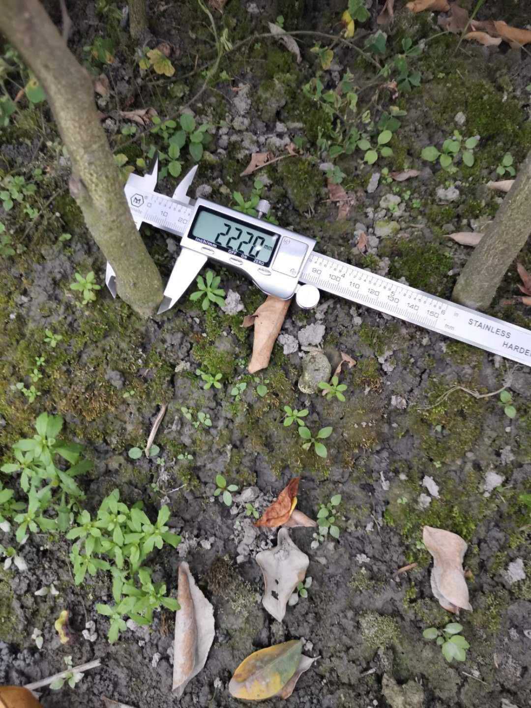 奉节脐橙苗，纽何尔元红苗，伦晚苗，地苗桶装苗