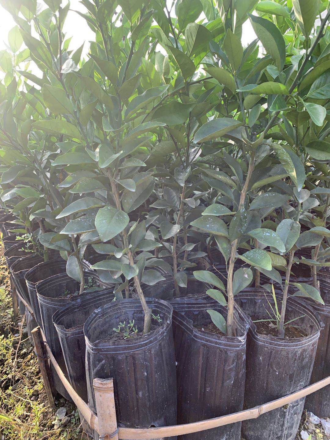 奉节脐橙苗 伦晚桶装苗，纽何尔元红桶装苗，两年大苗