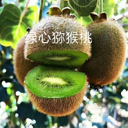 平邑县猕猴桃果树苗绿心猕猴桃苗红心猕猴桃苗奇异果苗南北种植当年结果