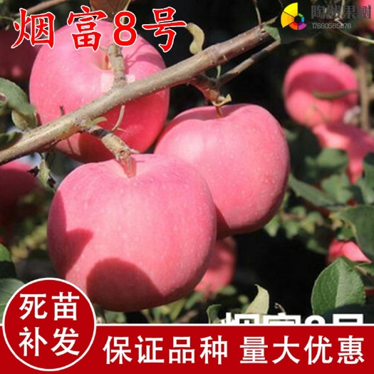 平邑县红富士苹果苗  红富士苹果树嫁接苗冰糖心苹果苗地栽南北方种矮化盆栽苗当年结果