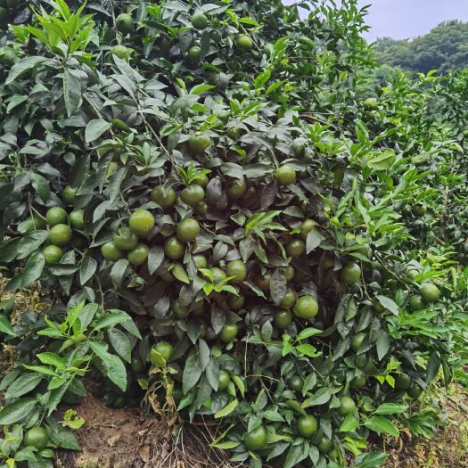 广州澳柑 精品沃柑当天采摘，当天送达