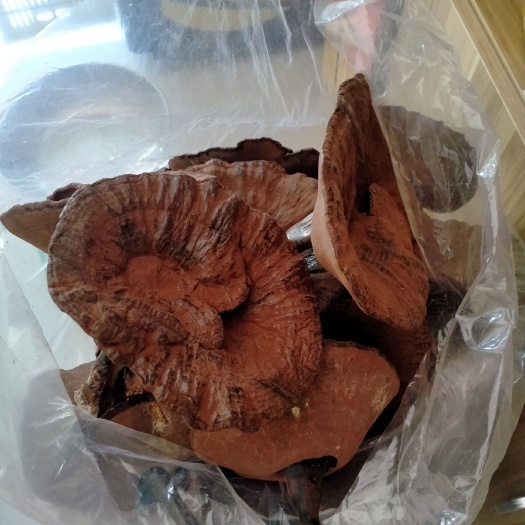和平县木灵芝 客家河源和平翠山竹海灵芝基地整枝灵芝