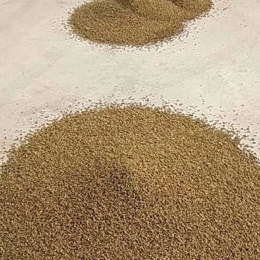 江门大量现售新鲜柑橘种子，白皮，烘干