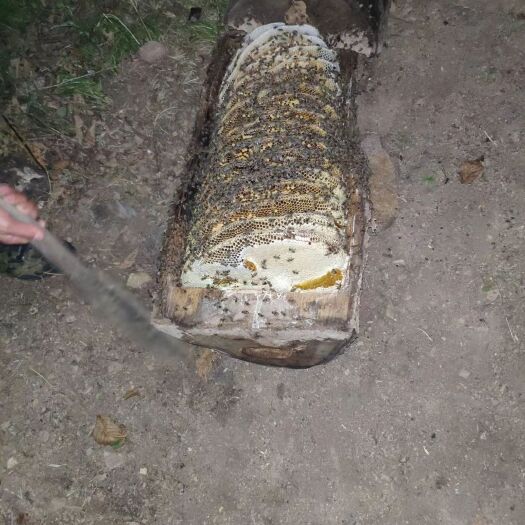 徽县 棒棒槽土蜂蜜，棒棒槽一年只铲收一次，身处林区，绿色无污染