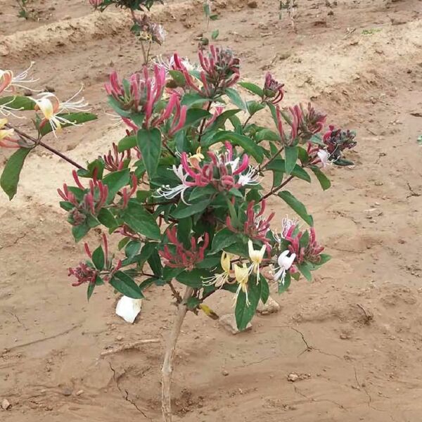 红金银花苗  五彩红色树形金银花苗 盆栽盆景 红金银花树苗 盆栽观赏苗