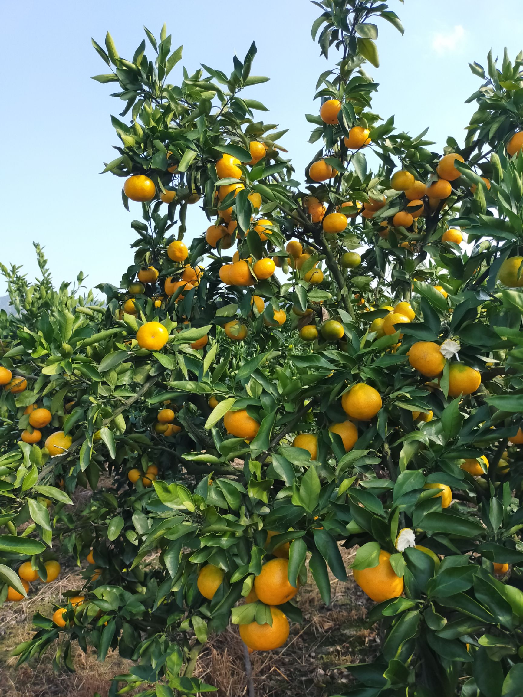 黄岩蜜桔 宫川早熟大量上市，口感不错～皮肤好！货源充足