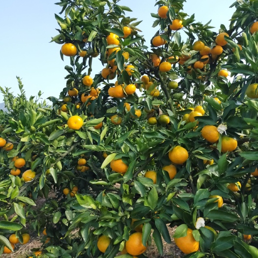 三门县黄岩蜜桔 宫川早熟大量上市，口感不错～皮肤好！货源充足