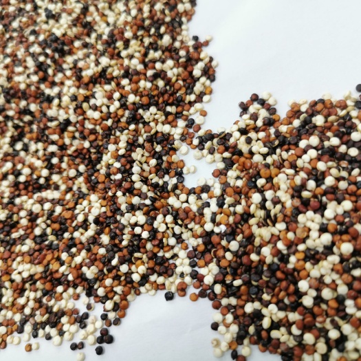 广州玻利维亚精选三色藜麦