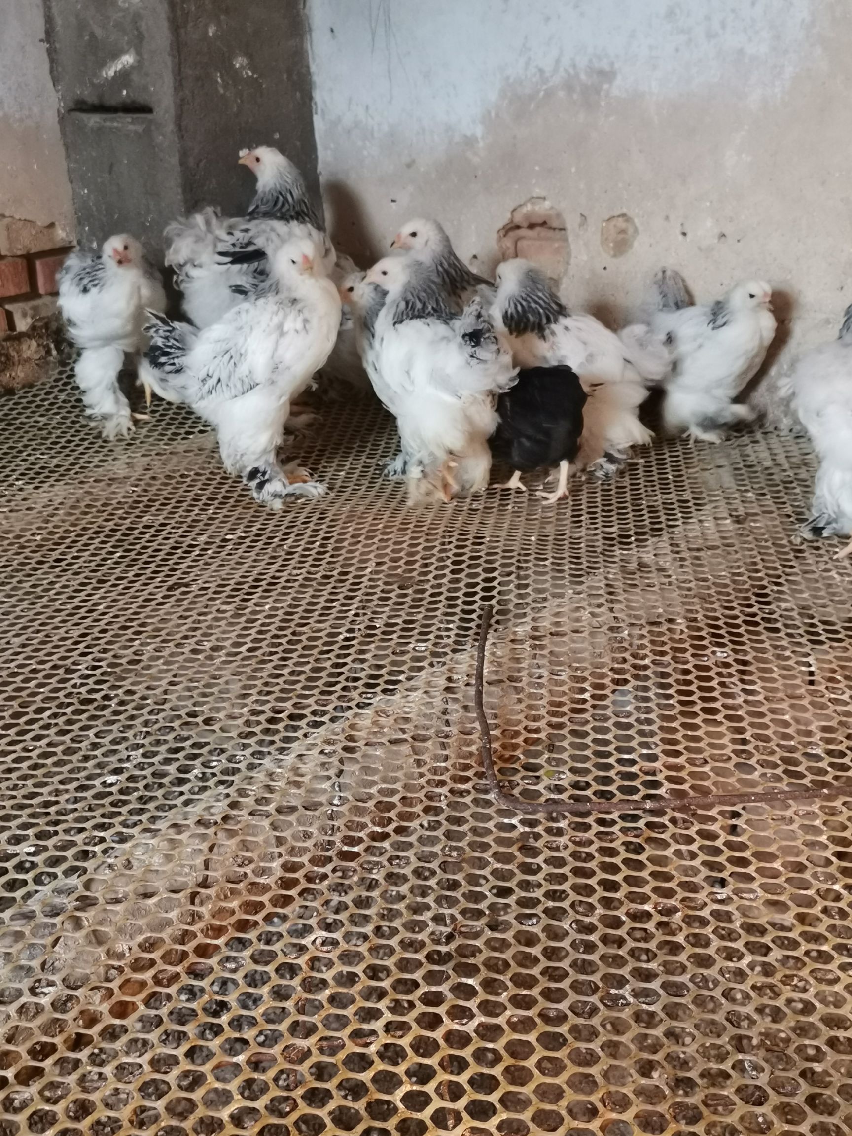  婆罗门鸡梵天鸡大型婆罗门观赏鸡青年婆罗门鸡脱温婆罗门观赏鸡