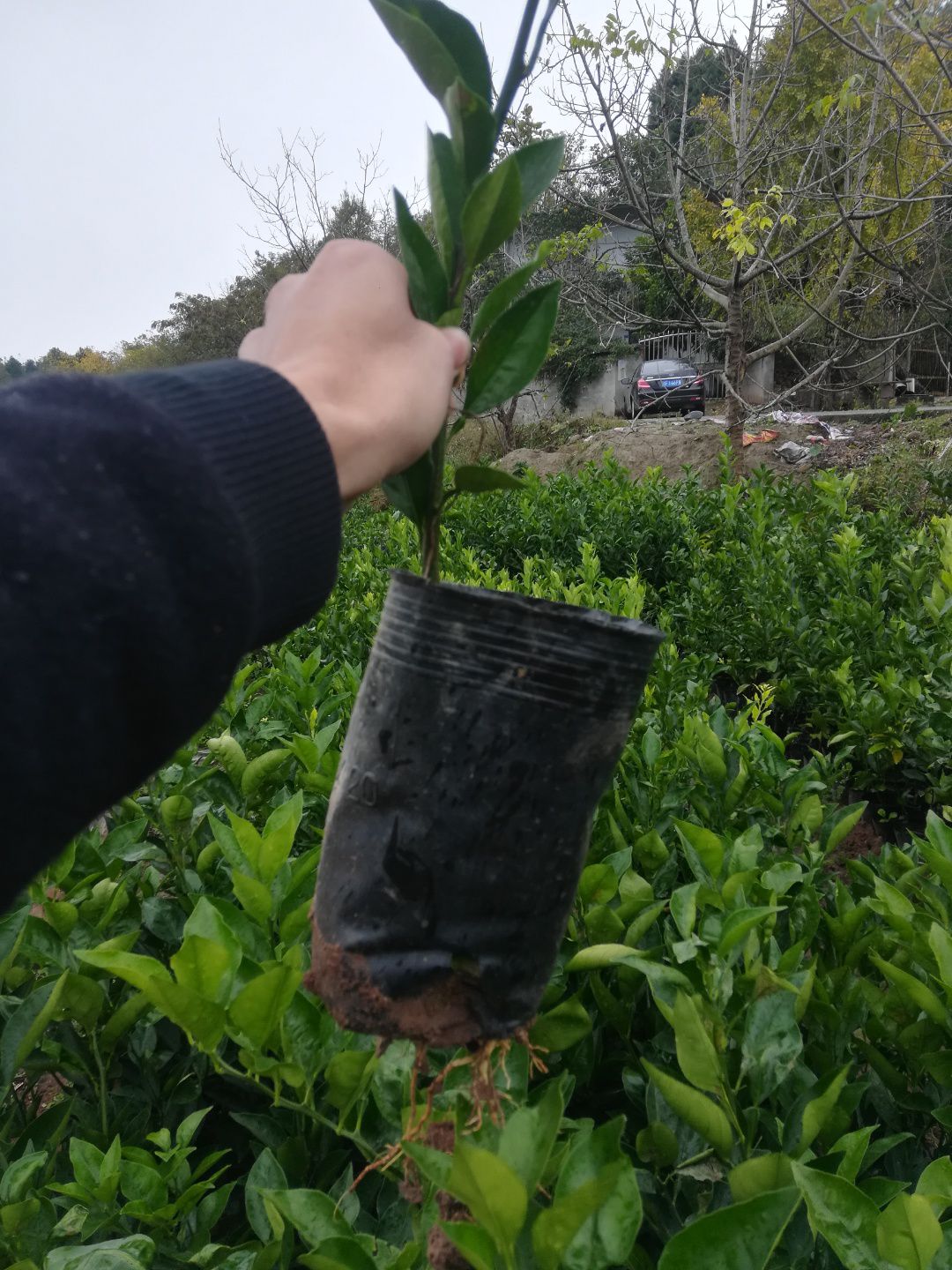 奉节脐橙苗 伦晚桶装苗，纽何尔元红桶装苗，两年大苗