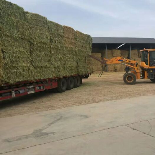 山丹县青绿饲料  青燕麦草  优质青割燕麦草