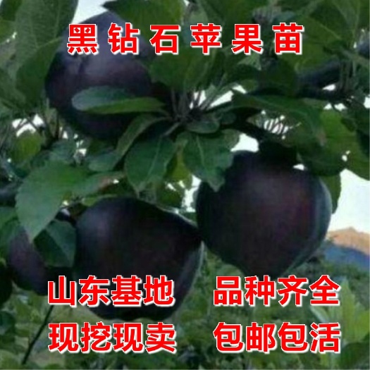平邑县黑钻苹果树苗  新品种黑钻苹果苗黑钻石苹果树苗四季北方南方室内室外地盆栽