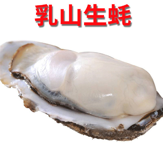 乳山牡蛎鲜活生蚝 海蛎子直发 空运冷链包邮
