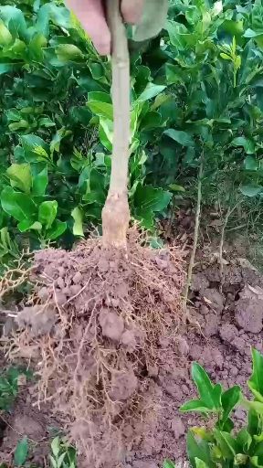 奉节脐橙苗，纽何尔元红苗，伦晚苗，地苗桶装苗