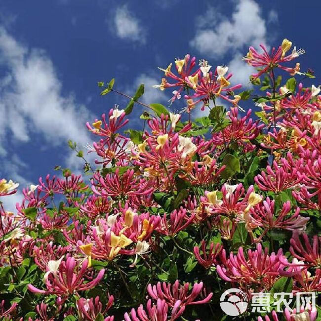 红金银花苗  五彩红色树形金银花苗 盆栽盆景 红金银花树苗 盆栽观赏苗