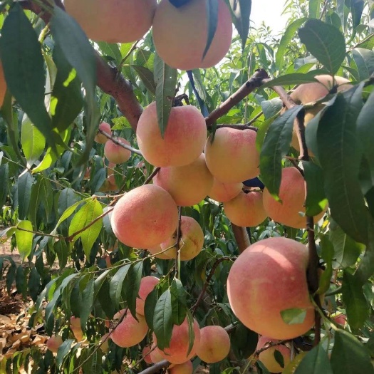 莱阳市水蜜桃 桃子