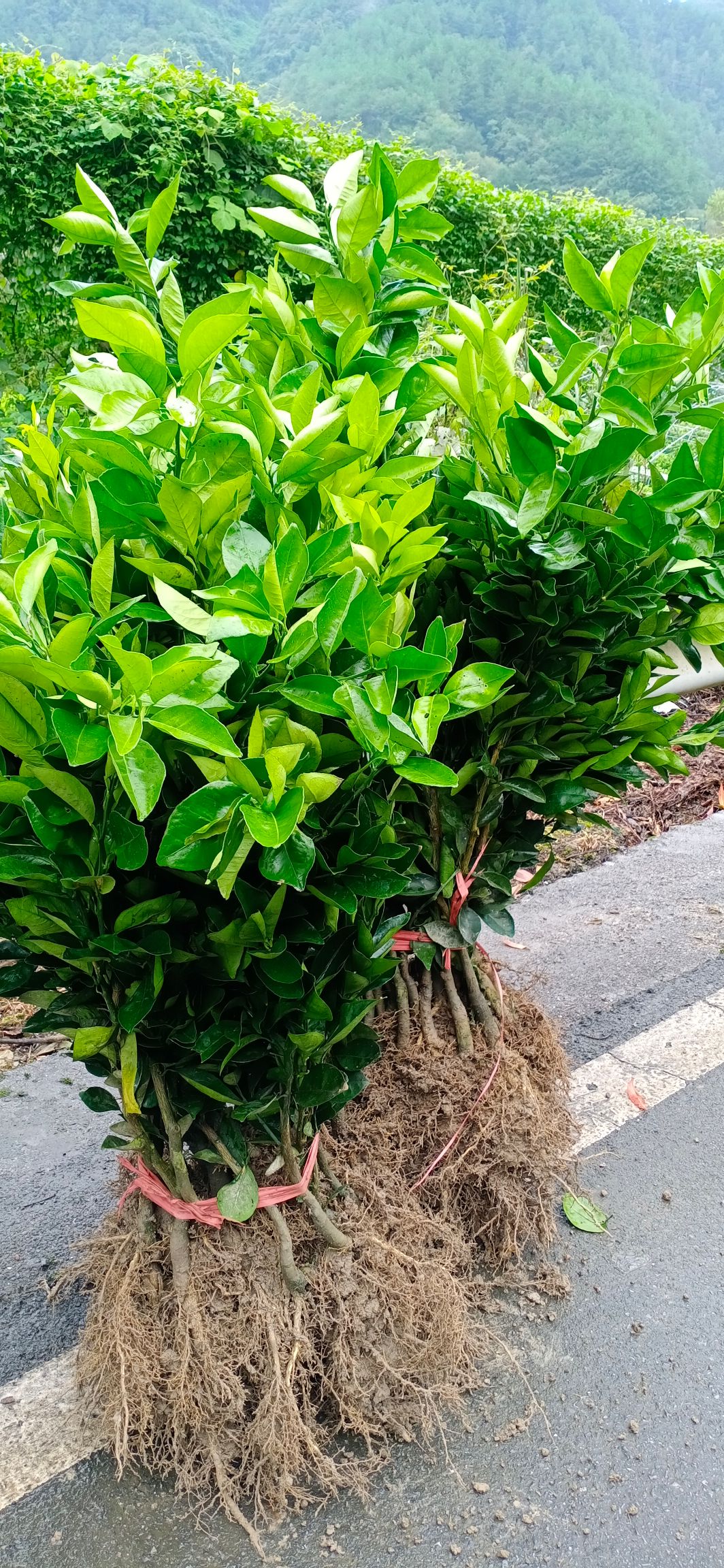 奉节脐橙苗，纽何尔元红苗，伦晚苗，地苗桶装苗