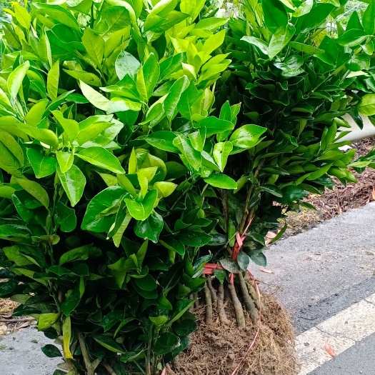 奉节脐橙苗，纽何尔元红苗，伦晚苗，地苗桶装苗
