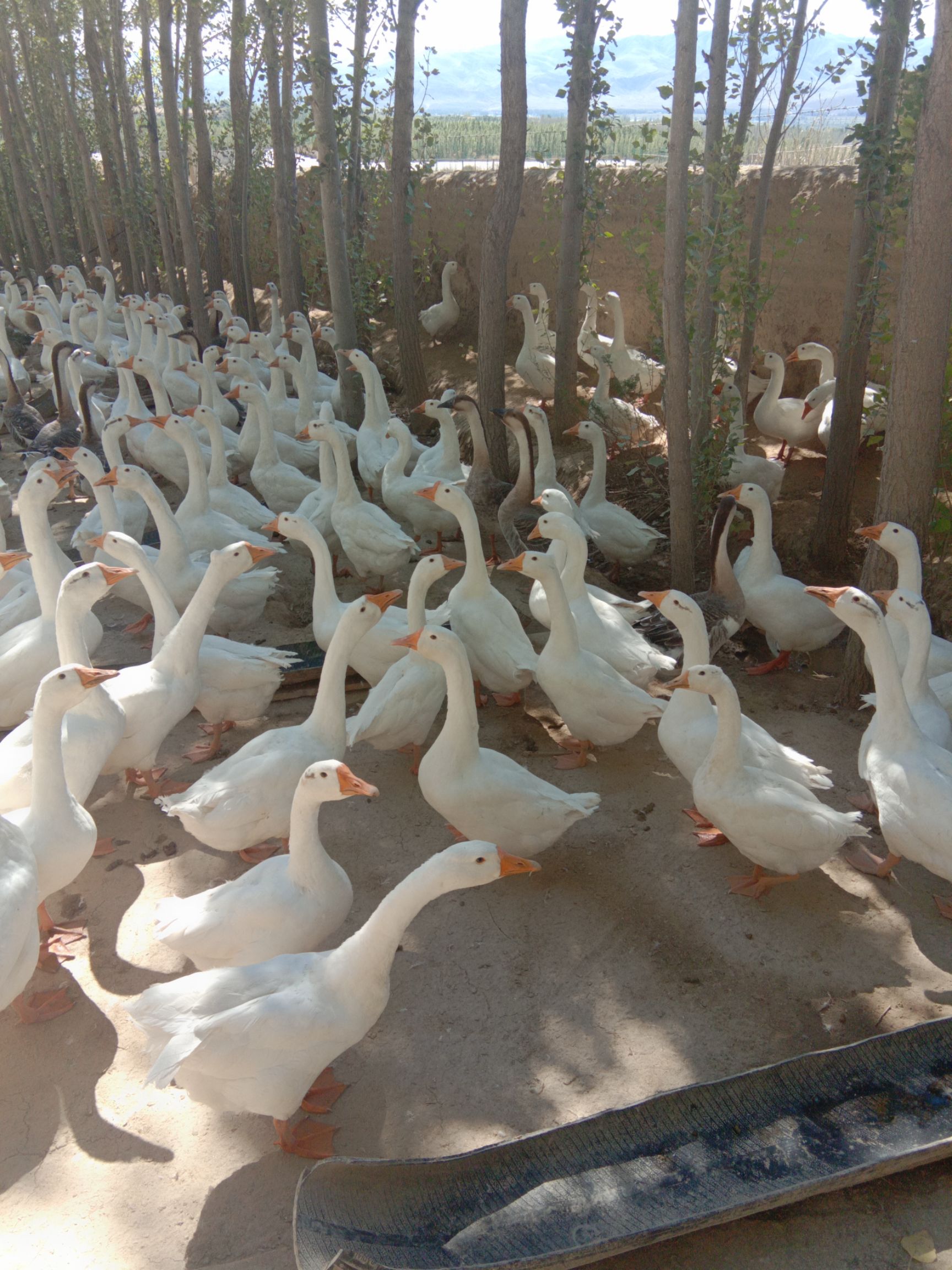 大三花鵝 農家散養林帶大鵝,綠色食品.