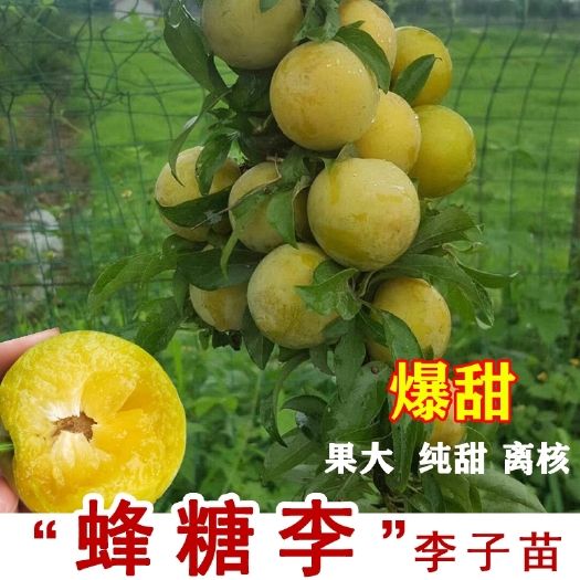 简阳市蜂糖李树苗  蜂糖李  有蜂蜜味的李子  基地直发  假一赔十
