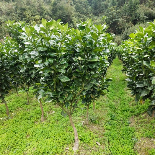 靖州县安江香柚苗  柚子树苗，基地自产自销，价格优惠，成活率高！