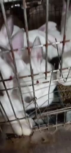 新兴县肉兔种兔