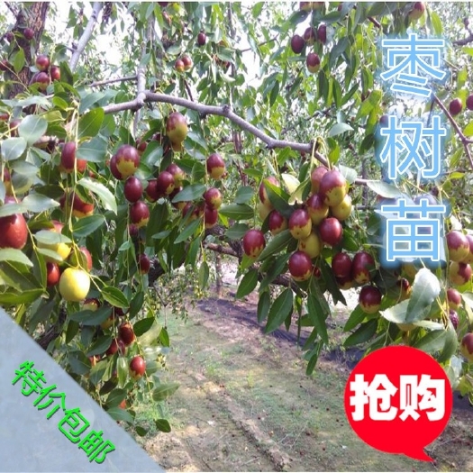 平邑县冬枣树苗  枣树苗活苗沾化冬枣特大盆栽地栽嫁接果树苗南方北方种植当年结果